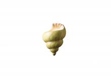 Justice Design Group CER-3700-SEAK-LED1-1000 - Conch Shell - LED